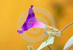 Flower morning glow on a plant.