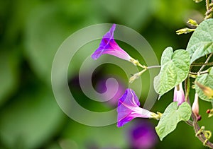 Flower morning glow on a plant.