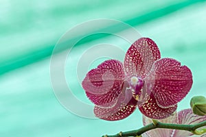 Flower moth orchid phalaenopsis indoor