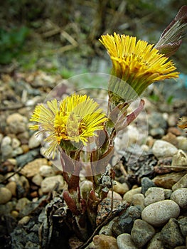 Flower mother and stepmother. photo