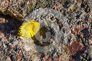 A flower mother and stepmother lies on a granite stone