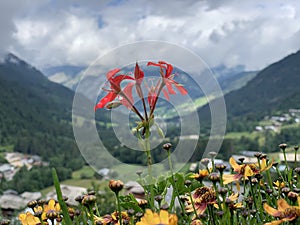 Flower with a mountain range in the background