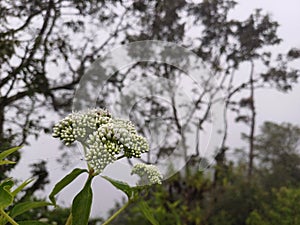 Flower in mountain sunrice backgroun