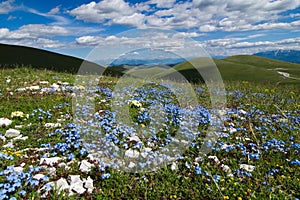 Flower & mountains - Campo Imperatore photo