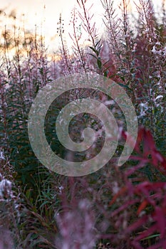 Flower in the mountains