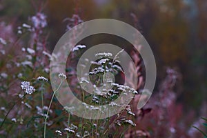 Flower in the mountains