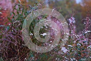 Flower in the mountains