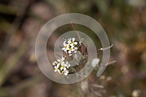 Flower of a mouse-ear cress, Arabidopsis thaliana photo