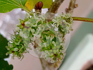 The flower mulberry tree, appear in scaly clusters, female flowers ripening quickly into blackberry-shaped edible fruits.