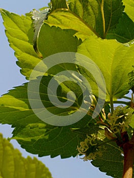 The flower mulberry tree, appear in scaly clusters, female flowers ripening quickly into blackberry-shaped edible fruits.