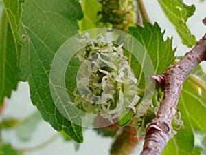 The flower mulberry tree, appear in scaly clusters, female flowers ripening quickly into blackberry-shaped edible fruits.