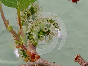 The flower mulberry tree, appear in scaly clusters, female flowers ripening quickly into blackberry-shaped edible fruits.