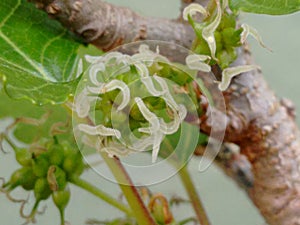 The flower mulberry tree, appear in scaly clusters, female flowers ripening quickly into blackberry-shaped edible fruits.