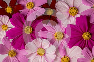 Flower Multi Colored Cosmos Background