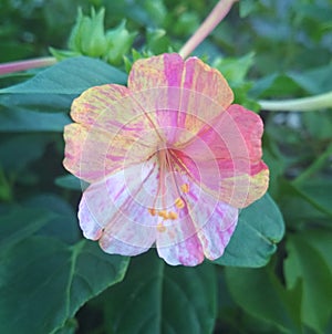 Flower multicolored, Mirabilis jalapa  maravilla del PerÃÂº o clavellina photo