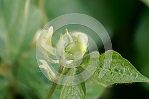 Flower of a mung bean, Vigna radiata