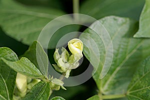 Flower of a mung bean, Vigna radiata