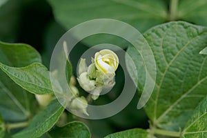 Flower of a mung bean, Vigna radiata