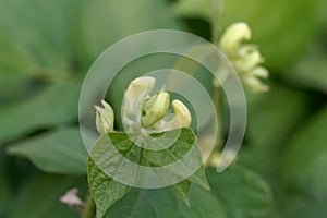 Flower of a mung bean, Vigna radiata