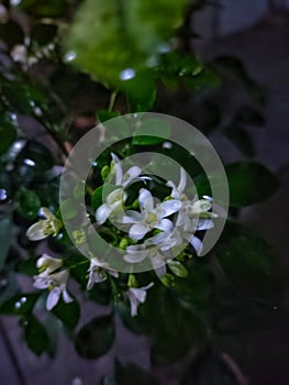 Flower - Murraya Paniculata