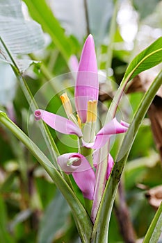 The flower of Musa ornata Roxb. photo