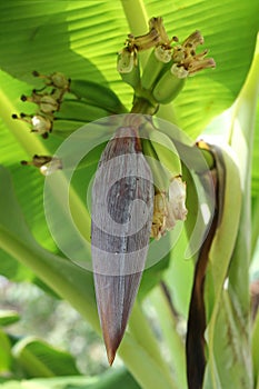 Flower of Musa paradisiaca, banana tree, with small unripe fruits