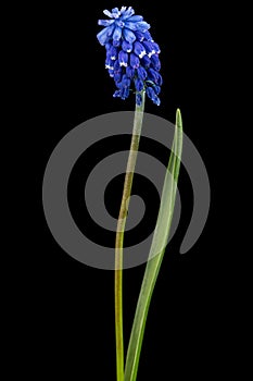 Flower of muscari, isolated on black background