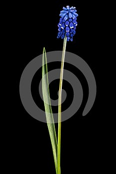 Flower of muscari, isolated on black background