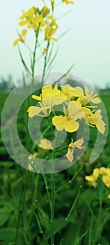 Flower of mustard photo