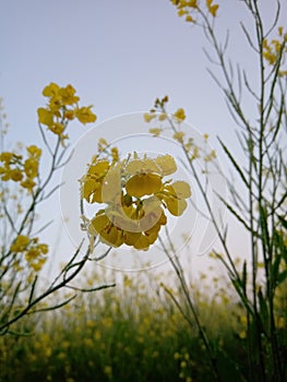 Flower of mustard in today morning