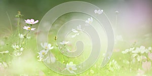 Flower in my dream, light green background