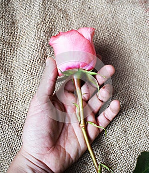 A flower in my hands photo