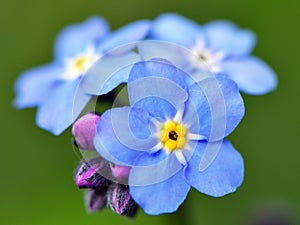 Flower Myosotis sylvatica