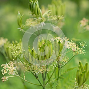 Flower Myrrhis odorata