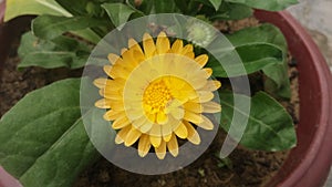 Flower name is crandula it is beautiful