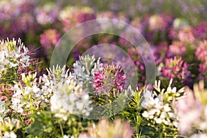 The flower is named cleome sparkler mix in the garden because of the experimental plot. in Thailand during the winter flowers are