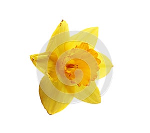 Flower Narcissus macro photo isolated on white background