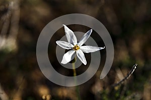 A flower of Narcissus obsoletus daffodil