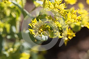 Flower of a narrow-leaved thorough-wax, Bupleurum rotundifolium