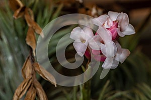 Flower of Narrowleaf Airplant photo