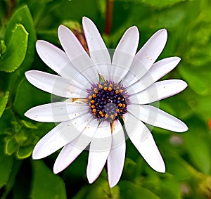 Flower natura Wild White beauty