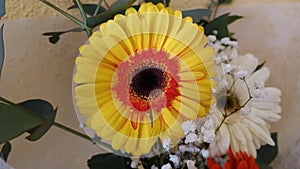 Flower natura Wild yellow Red