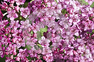 Flower natural background, pink purple color, top view, floral fragility texture