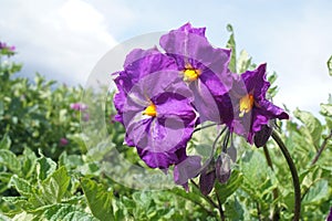 Flower of natural potato, in field of sembrio. PERU.