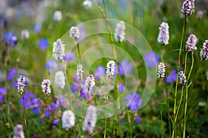 Flower natural short grass background