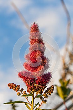 Flower Nature