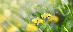 Flower nature background with yellow dandelion