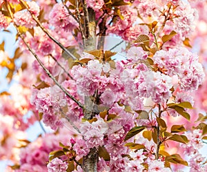 Fiore fiore ciliegia rosa stagione primavera Giappone pianta bellissimo giardino fiorire fioritura 