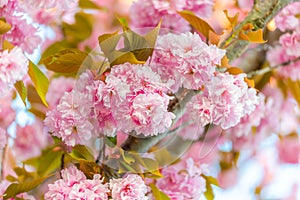 Flower nature blossom cherry tree pink season spring japan plant floral beautiful garden sakura background bloom blooming natura