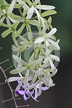 Flower in the nature close up